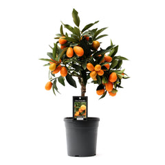 Citrus Kumquat - Ø15cm - ↕45cm