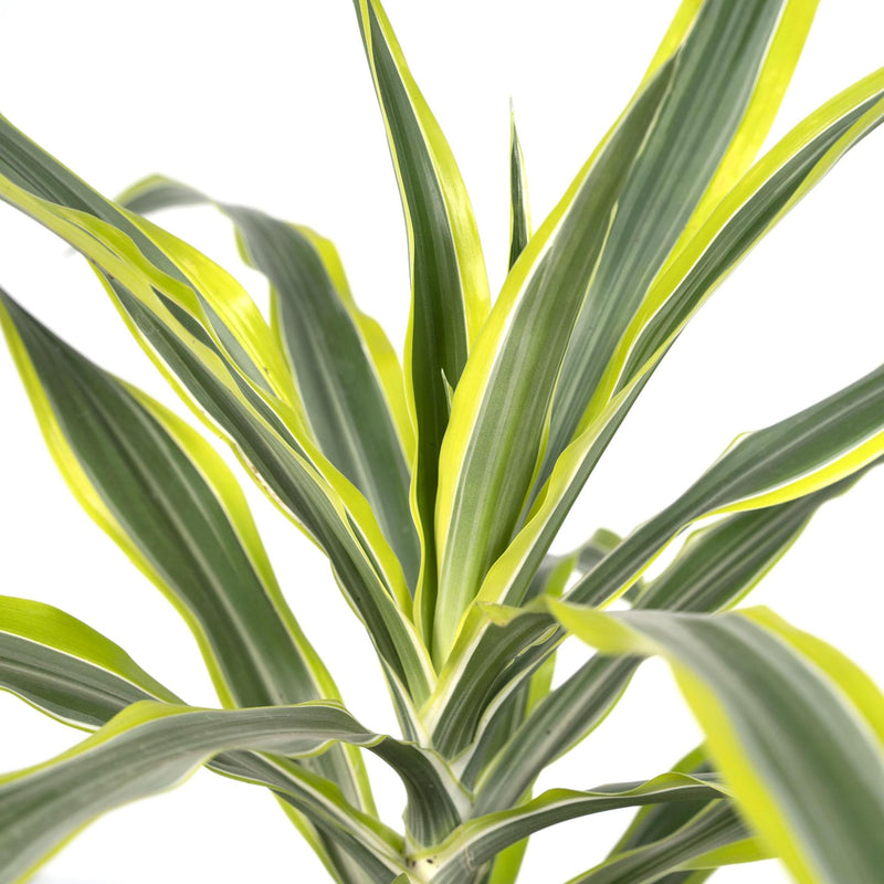 Dracaena Fragrans Lemon Lime - Drakenboom - Ø17cm - ↕40cm