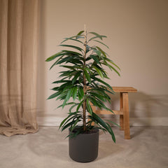 Ficus Amstel King - Treurvijg - ø21cm - ↕100cm