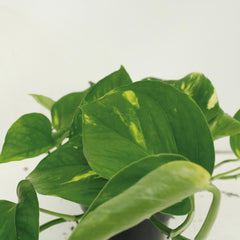 Epipremnum Aureum - 4 stuks - ø12cm - ↕20cm
