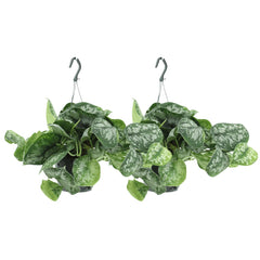 2x Scindapsus Pictus Trebie - Epipremnum - 25cm - ø15