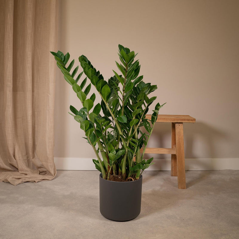 Zamioculcas Zamiifolia - Emerald palm - Ø21cm - ↕80cm