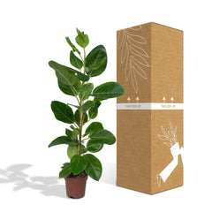 Ficus Altissima - Rubberplant - Ø21cm - ↕85cm