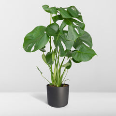 Monstera Deliciosa - Gatenplant - Ø17cm - ↕55cm