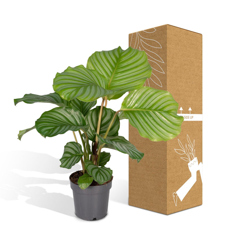 Calathea Orbifolia - Pauwenplant - ø14cm - ↕50cm