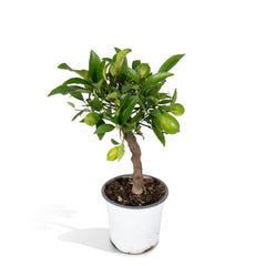 Citrus Lemon op Stam - Ø15cm - ↕35cm