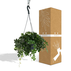 Parthenocissus Striatha Hang - Wilde wingerd - 15cm - Ø15