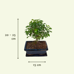 Bonsai Bol Vorm - Ø15cm - ↕30cm