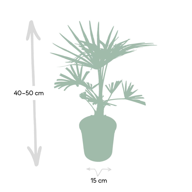 Trachycarpus fortunei - 45cm - Ø15