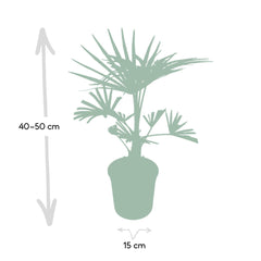 Trachycarpus fortunei - 45cm - Ø15