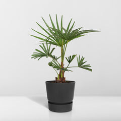 Trachycarpus fortunei - 45cm - Ø15