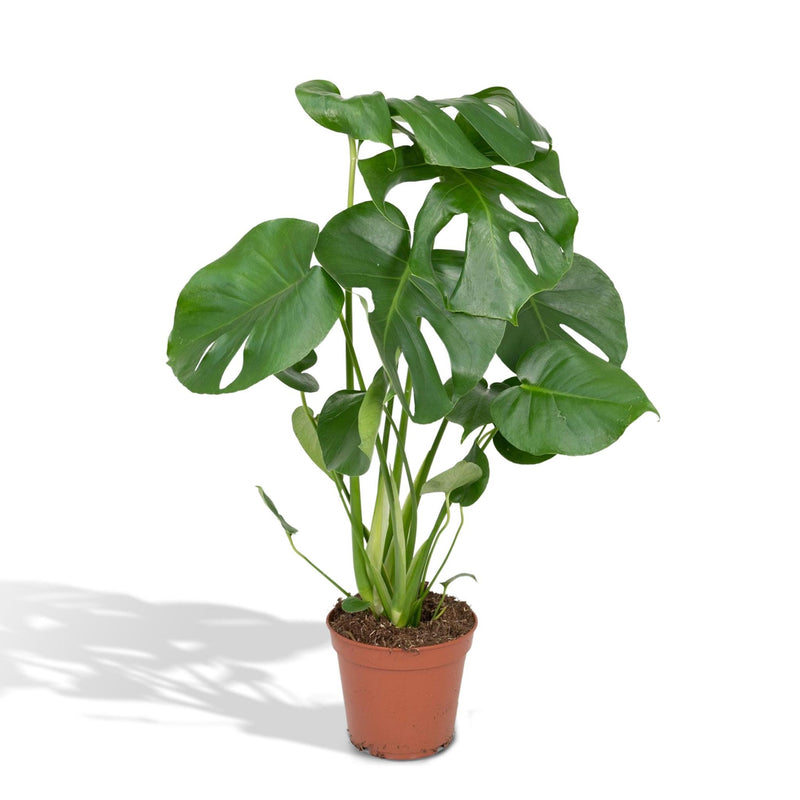 Monstera Deliciosa - Gatenplant - Ø17cm - ↕55cm