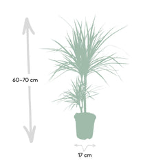 Dracaena Marginata - Drakenboom - Ø17cm - ↕70cm