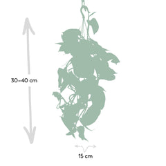 Epipremnum Aureum - Scindapsus - Ø15cm - ↕25cm