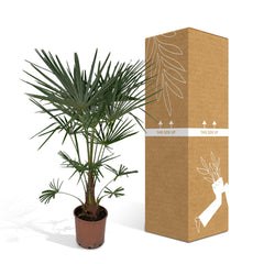 Trachycarpus fortunei - 120cm - Ø24