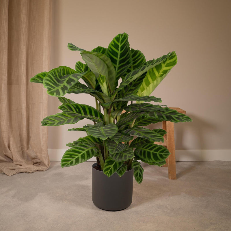 Calathea Zebrina - Ø19cm - ↕80cm