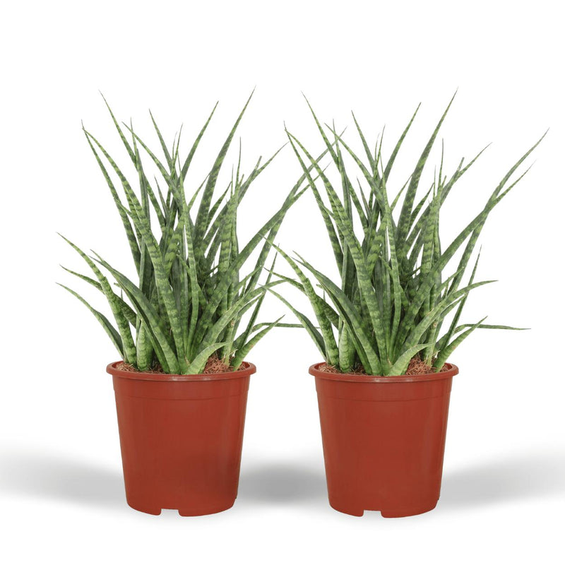 2x Sansevieria Fernwood Punk - Vrouwentong - 30cm - ø12