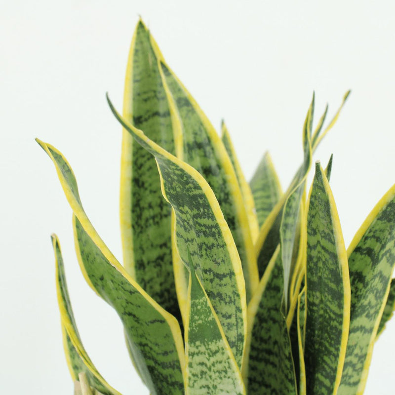 Sansevieria Laurentii - 2 stuks - ø14cm - ↕40cm