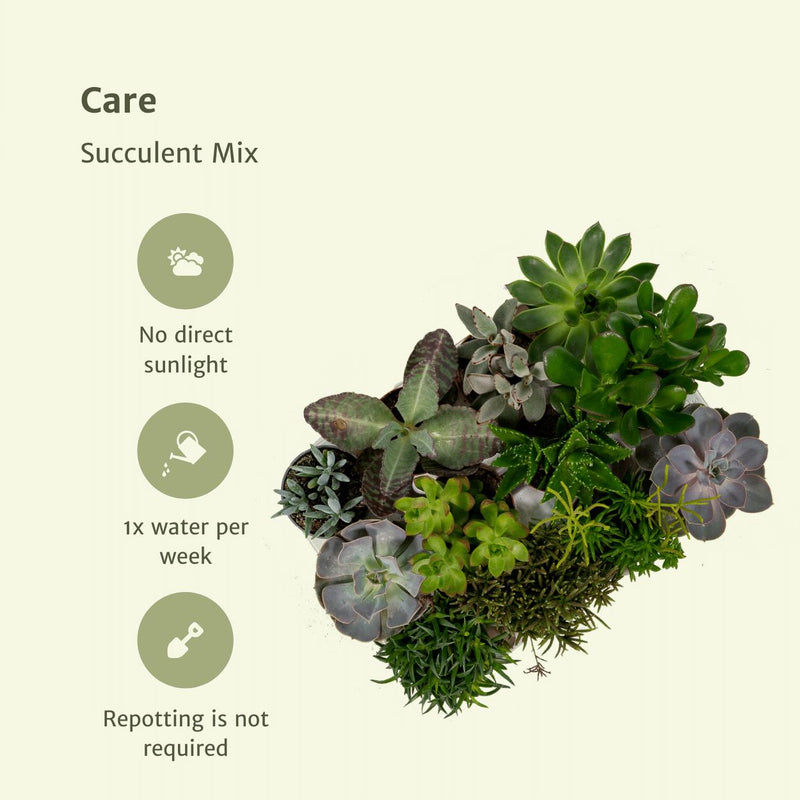 Everspring - Succulenten Mix - 18 stuks - 10 cm - ø8,5
