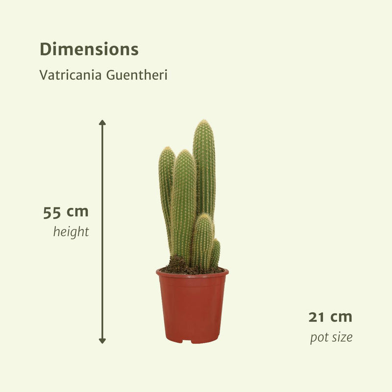 Vatricania Guentheri - Cactus - 55cm - Ø21