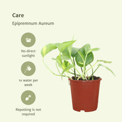 Epipremnum Aureum - 4 stuks - ø12cm - ↕20cm