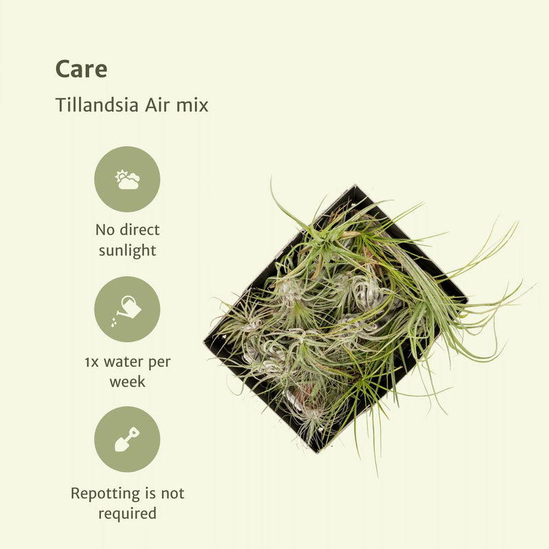 Everspring - Tillandsia Air mix - 10 stuks - 6 cm hoog - ø6