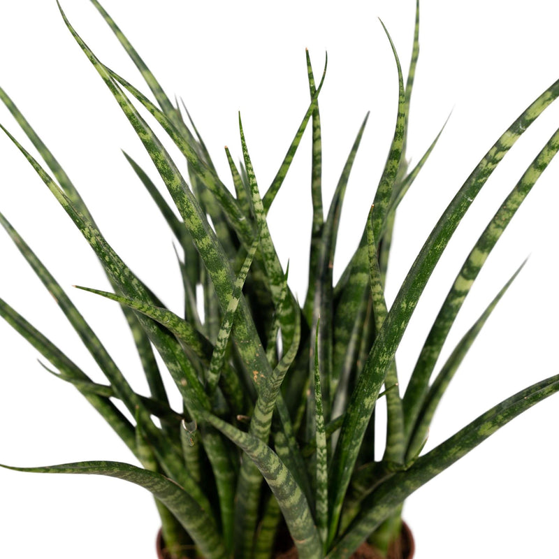 Sansevieria Fernwood Punk - Vrouwentong - Ø12cm - ↕30cm