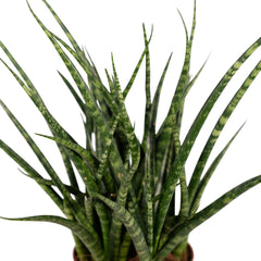 Sansevieria Fernwood Punk - Vrouwentong - Ø12cm - ↕30cm