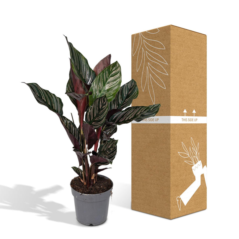 Calathea Ornata - Pauwenplant - ø14cm - ↕50cm