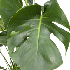 Monstera Deliciosa - Gatenplant - Ø21cm - ↕65cm