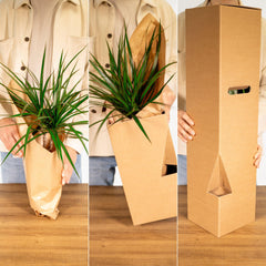 Strelitzia Nicolai - Ø19cm - ↕80cm