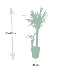 Yucca Elephantipes - Palmlelie - Ø21cm - ↕100cm