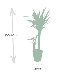 Yucca Elephantipes - Palmlelie - 100cm - Ø21