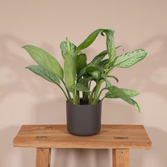 Aglaonema Christina - ø12cm - ↕30cm