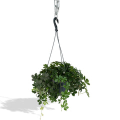 Parthenocissus Striatha Hang - Wilde wingerd - 15cm - Ø15