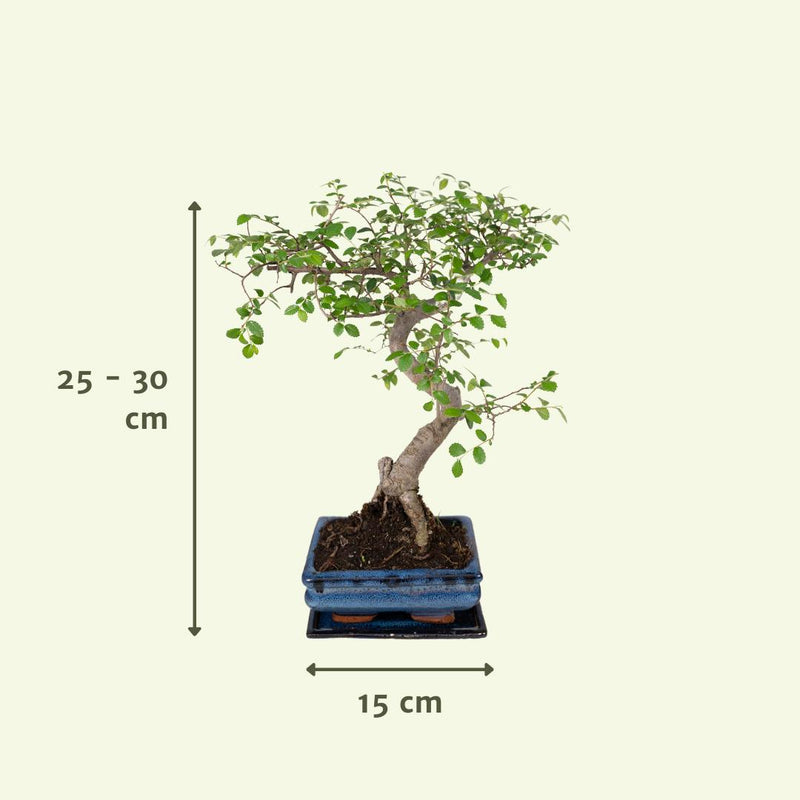 Bonsai S-vorm - Ø15cm - ↕20cm