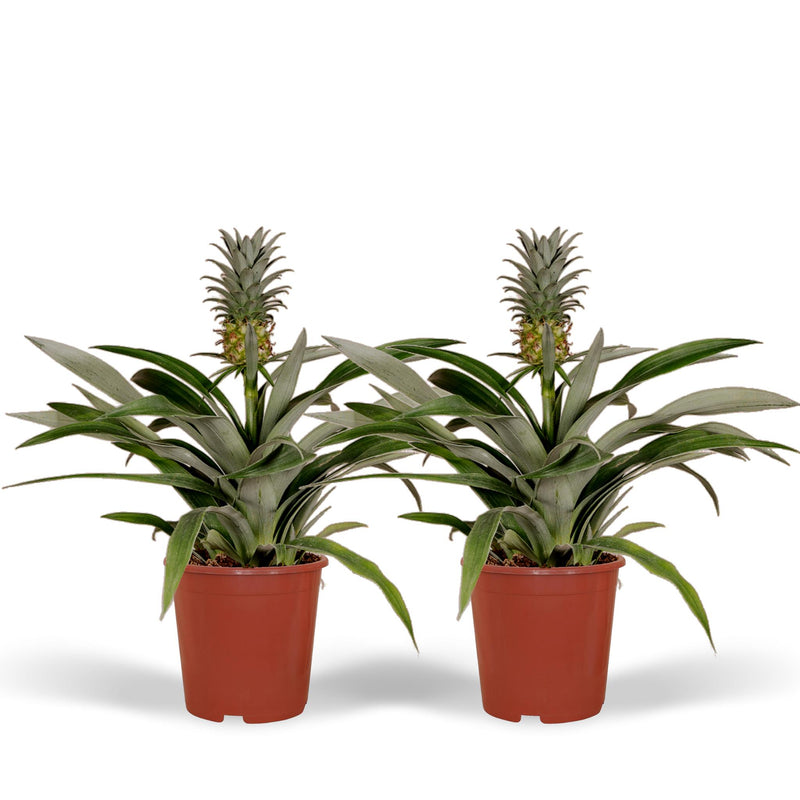 2x Bromelia - Ananasplant - 30cm - ø12