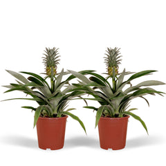 2x Bromelia - Ananasplant - 30cm - ø12