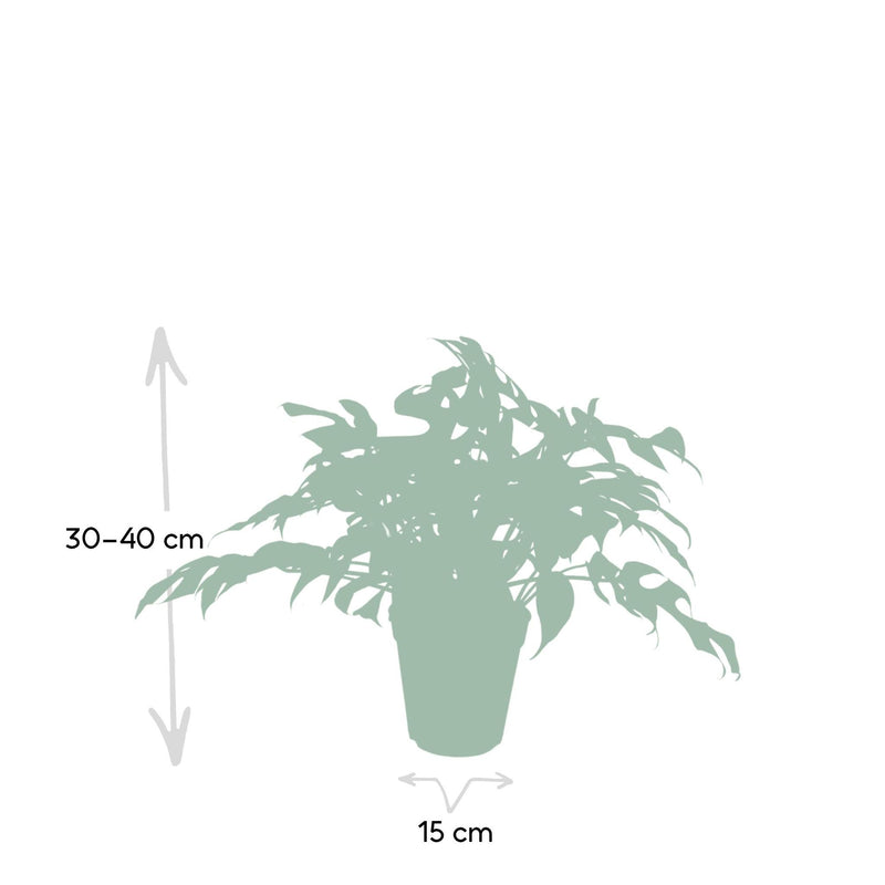 Monstera Minima  - Gatenplant - 25cm - Ø15