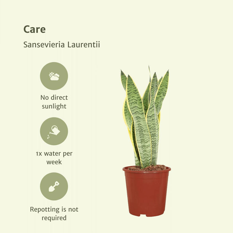 Sansevieria Laurentii - 2 stuks - ø14cm - ↕40cm