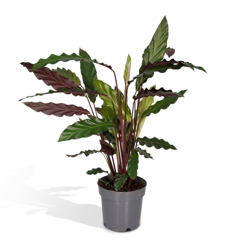 Calathea Rufibarba - Pauwenplant - Ø14cm - ↕50cm