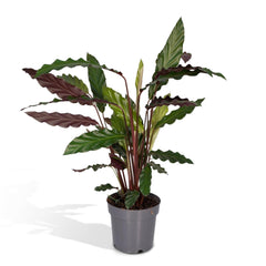 Calathea Rufibarba - Pauwenplant - Ø14cm - ↕50cm