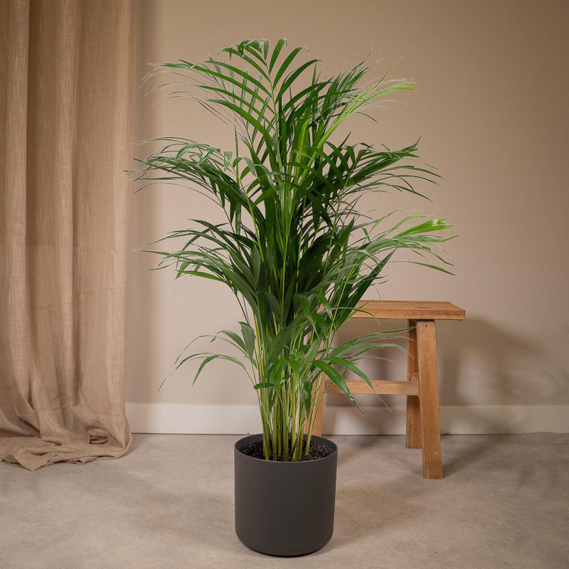 Dypsis Lutescens - Areca Palm - Ø21cm - ↕110cm