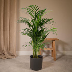 Dypsis Lutescens - Areca Palm - Ø21cm - ↕110cm