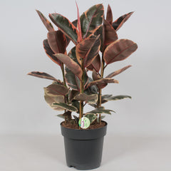 Ficus Belize Ø27 ↕80