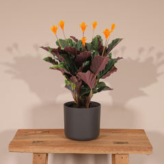 Calathea Crocata - Pauwenplant - ø14cm - ↕40cm