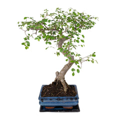 Bonsai S-vorm - Ø15cm - ↕20cm