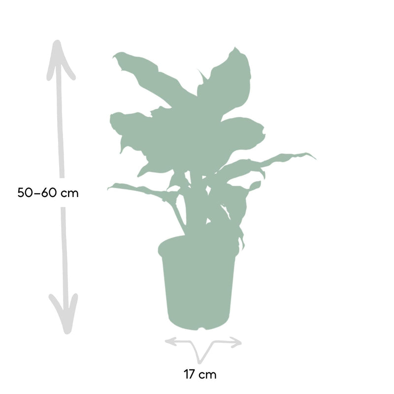 Dieffenbachia Mars - Dief van Bagdad - Ø17cm - ↕50cm