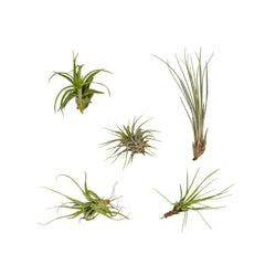 Tillandsia Air mix - 5 stuks - ø6cm - ↕6cm