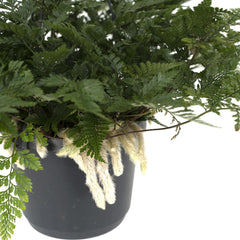 Humata Tyermannii Hang - Hazenpootvaren - Ø17cm - ↕20cm